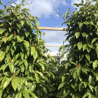 A.    コロナ禍SOS支援！！　「沖縄産島ながこしょう’ピィパーズ’」　　    　　  　　　　ピィパーズで自分の健康と生産農家を守ろう！！粗挽き100g×1袋、3800円！！