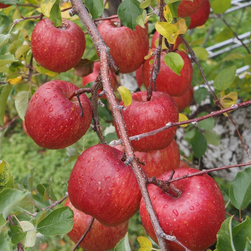 りんご(プロフ必読)ページ 食べきりサイズ 小玉 ふじ りんご 約5kg 24玉 山形県産 無袋栽培