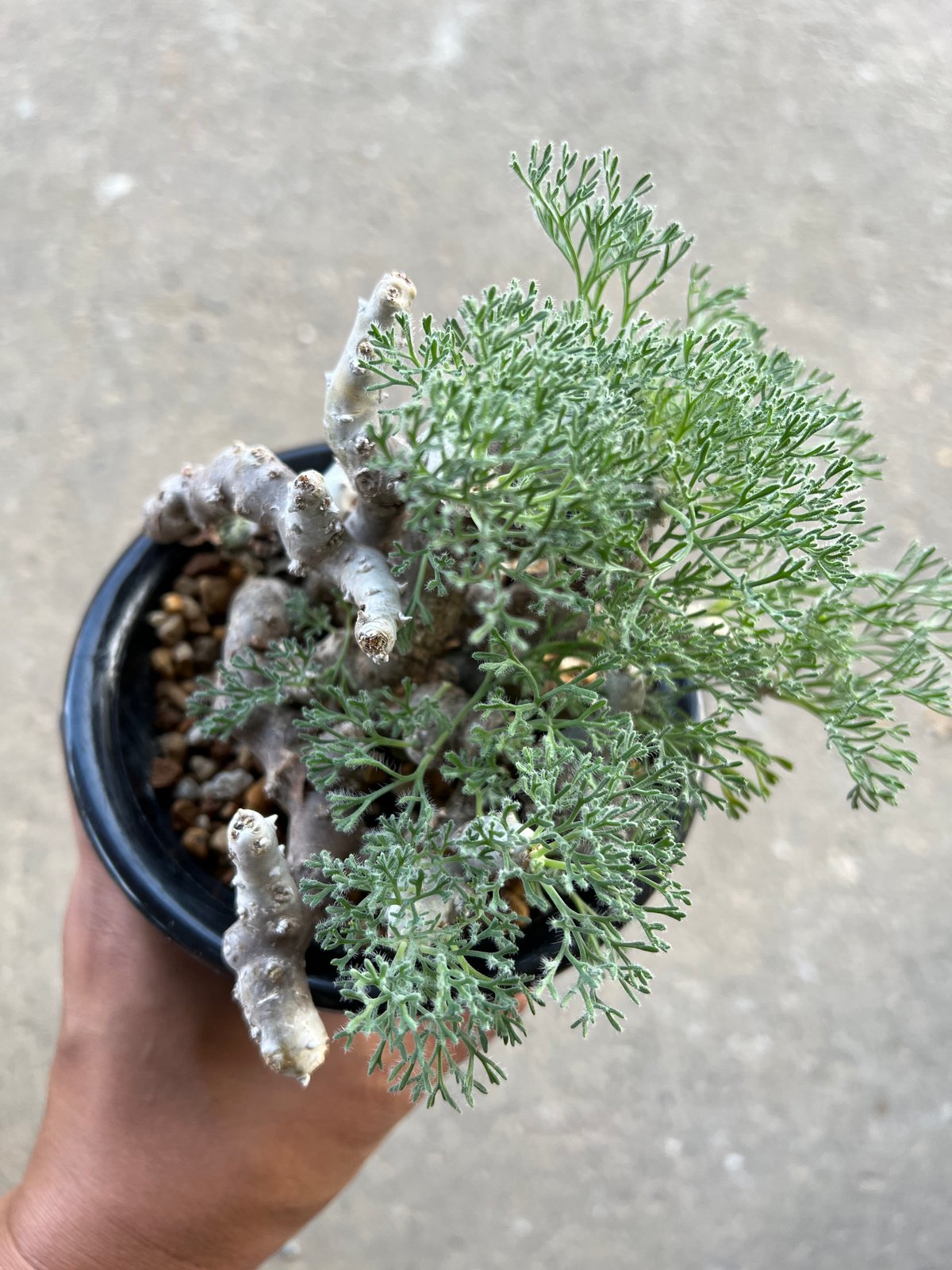 モンソニア ムルチフィダ | STELLA.PLANTS