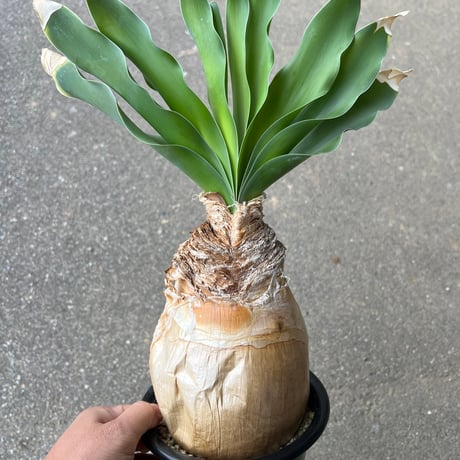 ブーファン　ハエマンソイデス　現地球 大型現地球！ブーファン ハエマンソイデス！ ブーファン