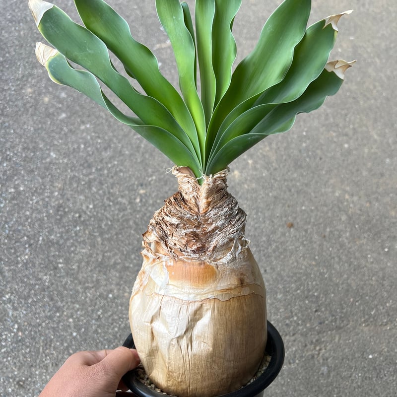 ブーファン ハエマンソイデス | STELLA.PLANTS