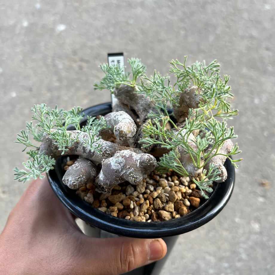 66deb1585015b20166f4249f