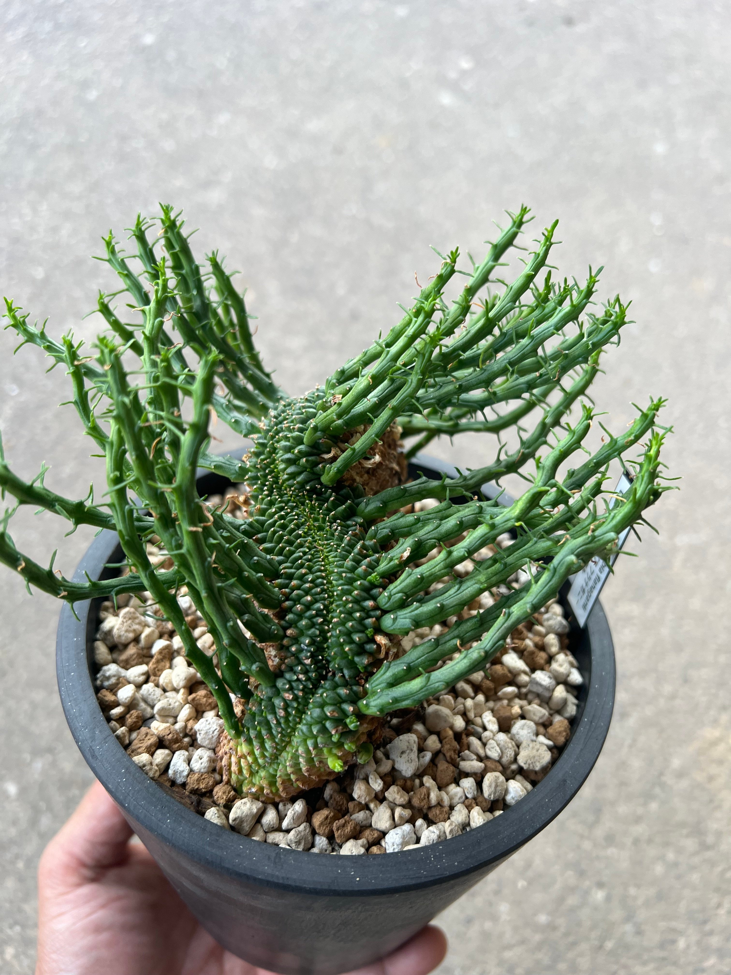 ユーフォルビア フラナガニー綴化1 | STELLA.PLANTS