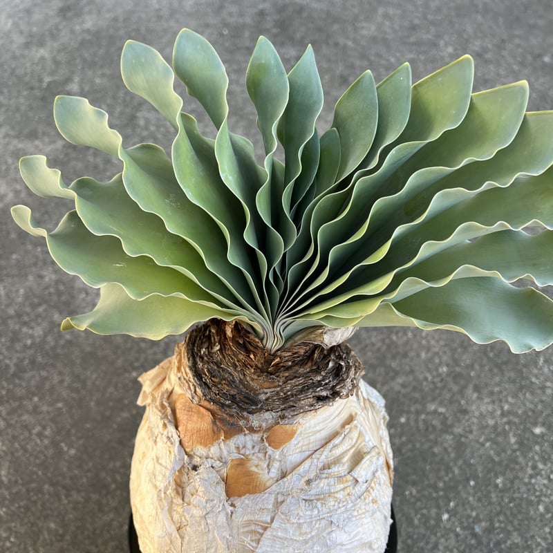 h*u様 ブーファン ハエマンソイデス ブーファン ハエマンソイデス | STELLA.PLANTS