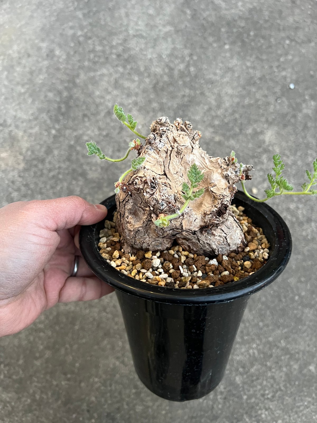 ペラルゴニウム トリステ (完全休眠中) ペラルゴニウム トリステ | STELLA.PLANTS