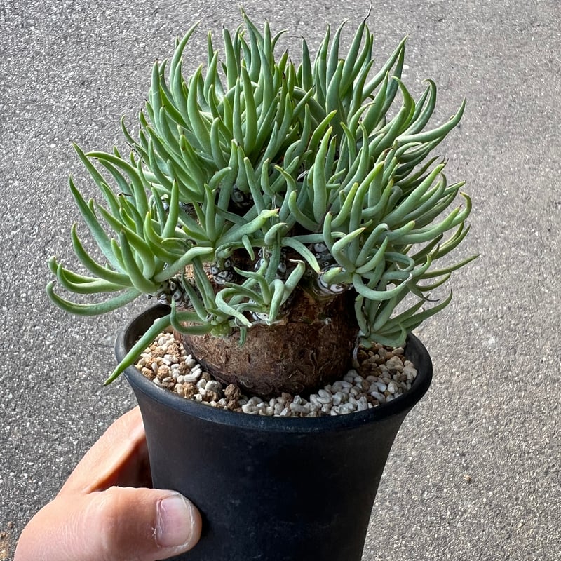 チレコドン ペアルソニー3.5-2 | STELLA.PLANTS