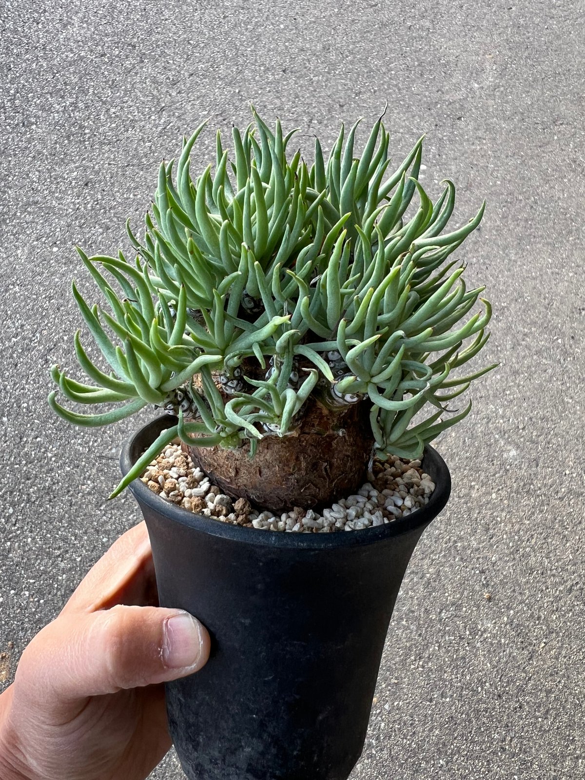 チレコドン　ペアルソニー　鉢ごと チレコドン ペアルソニー3.5-2 | STELLA.PLANTS