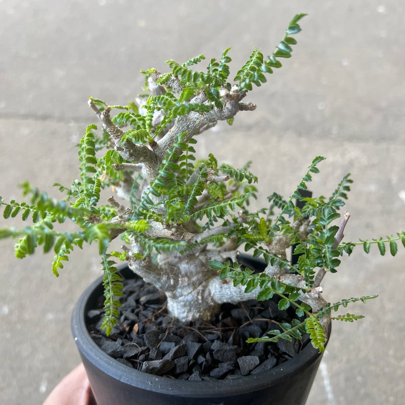 ボスウェリア ネグレクタ | STELLA.PLANTS