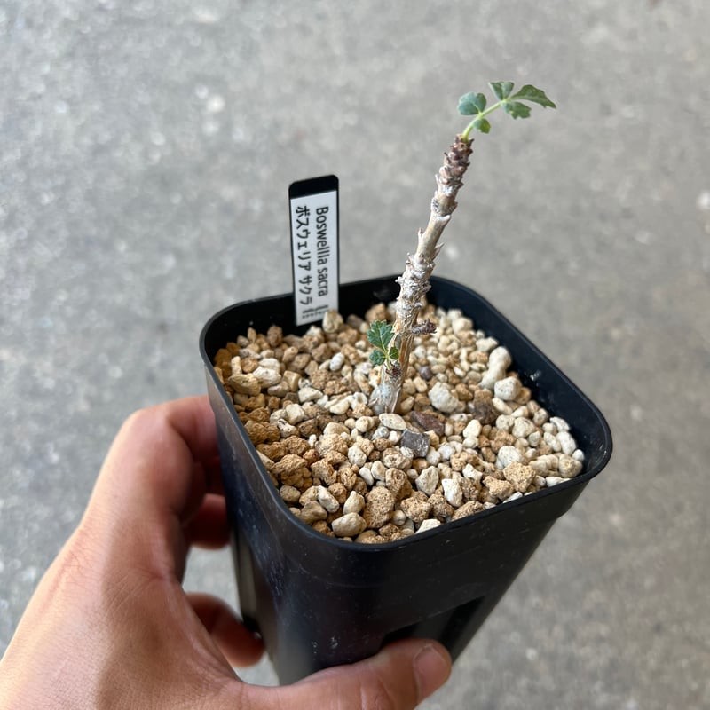 ボスウェリア サクラ ボスウェリア サクラ | STELLA.PLANTS