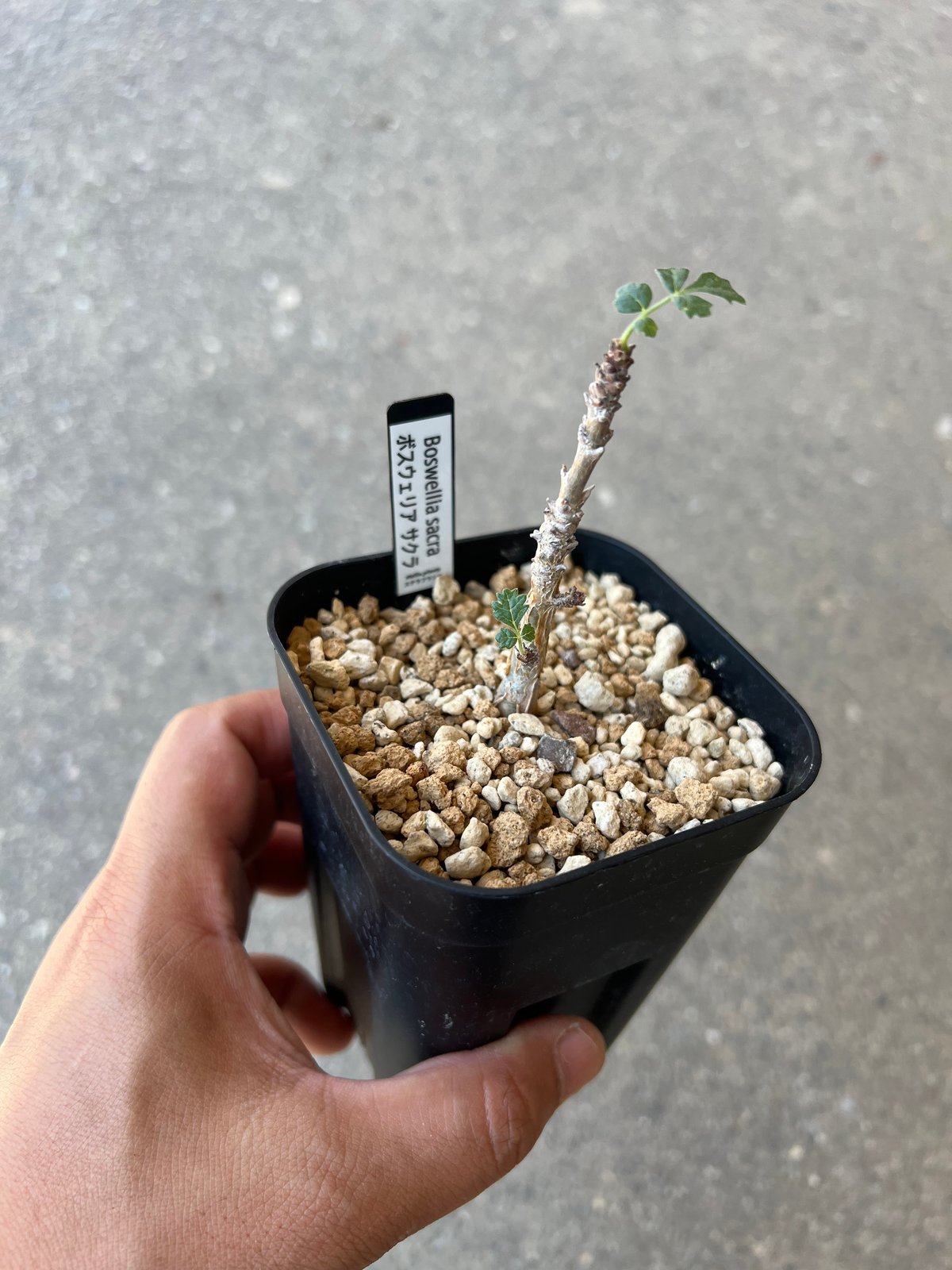 ボスウェリアサクラ 【公式通販】