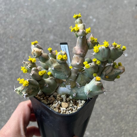 CATEGORY ユーフォルビア | STELLA.PLANTS