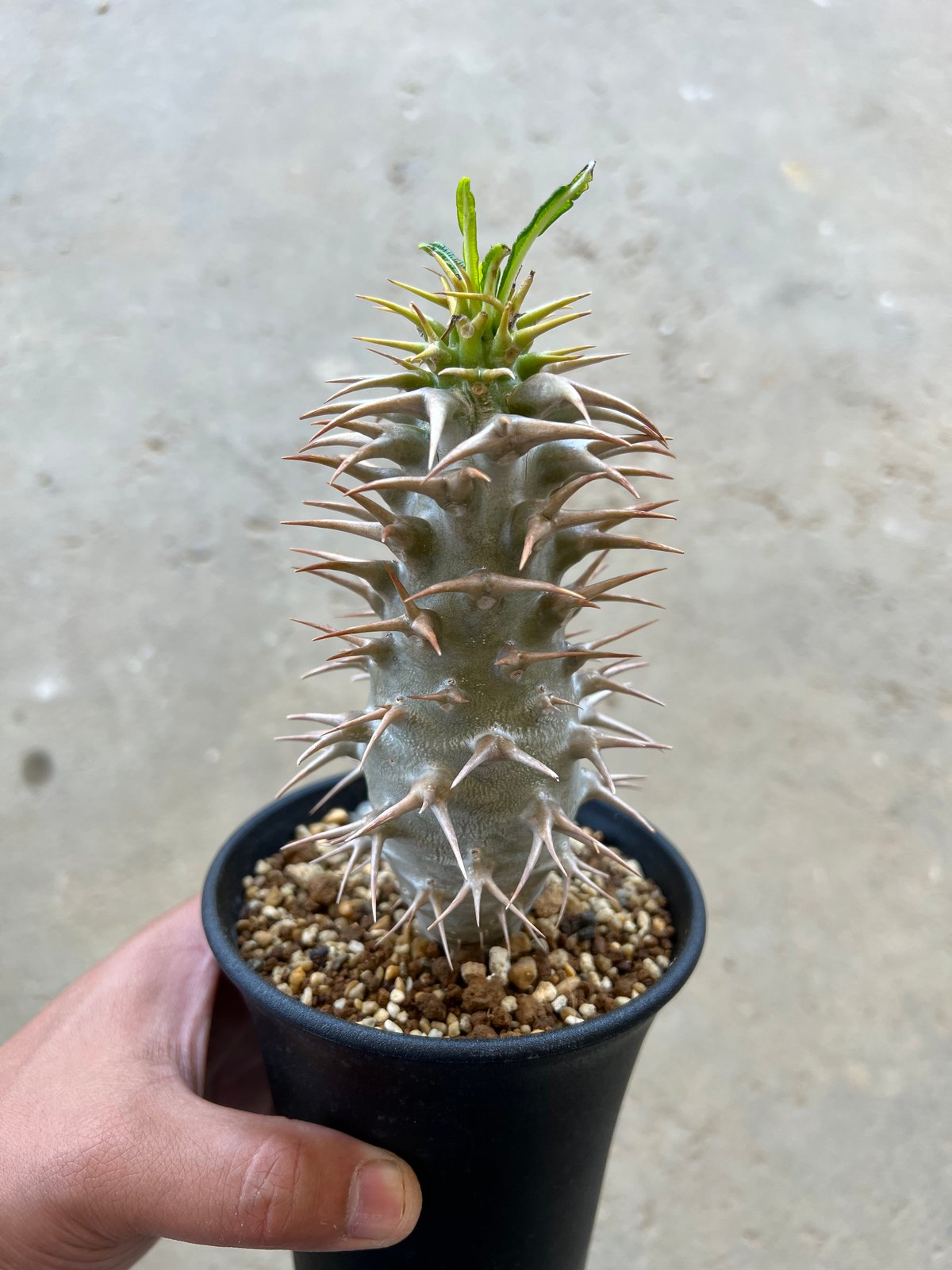 妻*郎様 種子50粒 パキポディウム アンボンゲンセ ＋‪α パキポディウム アンボンゲンセ | STELLA.PLANTS