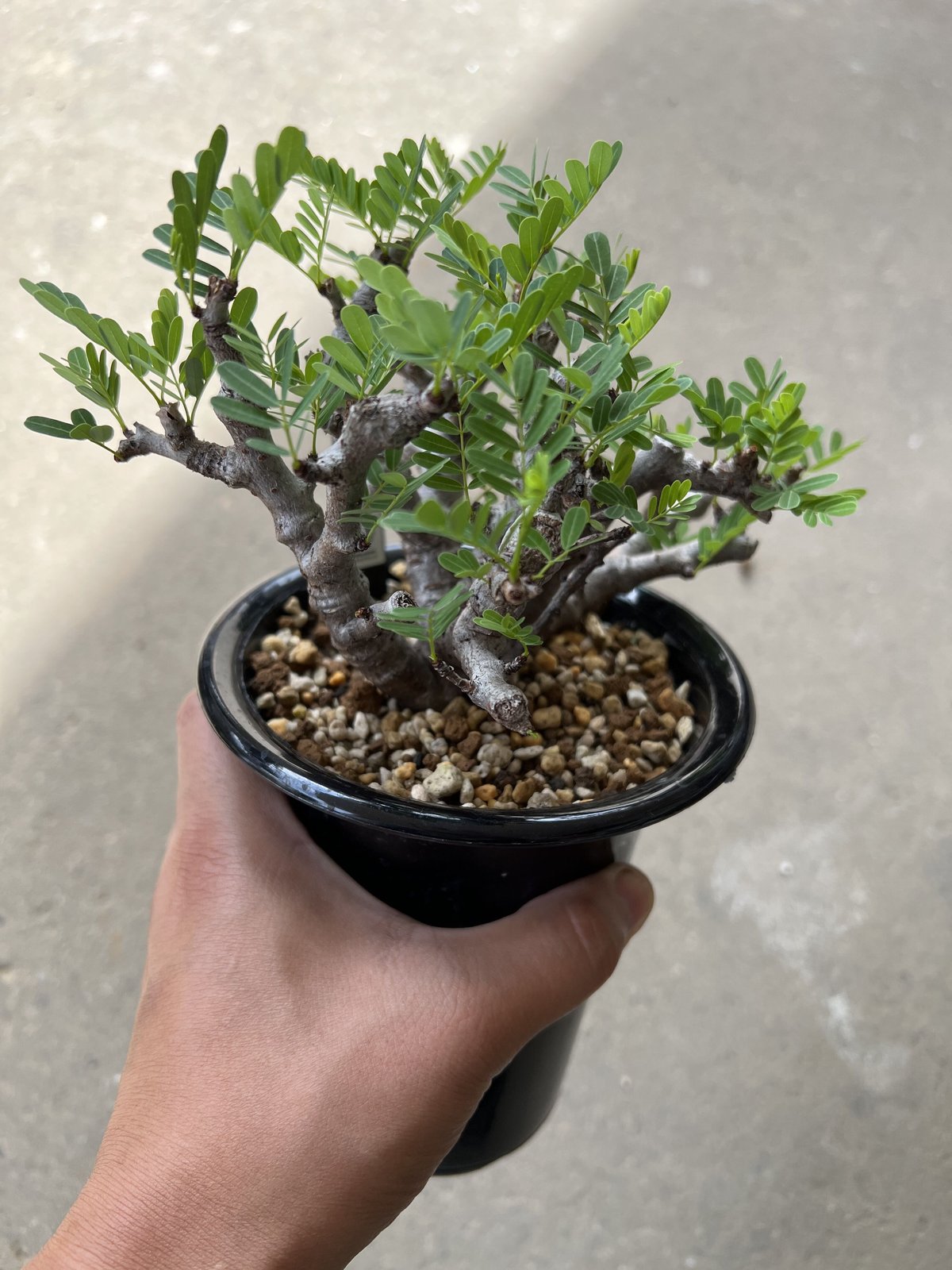 センナ・メリディオナリス センナ メリディオナリス（L）