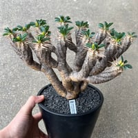 ユーフォルビア ギラウミニアナ