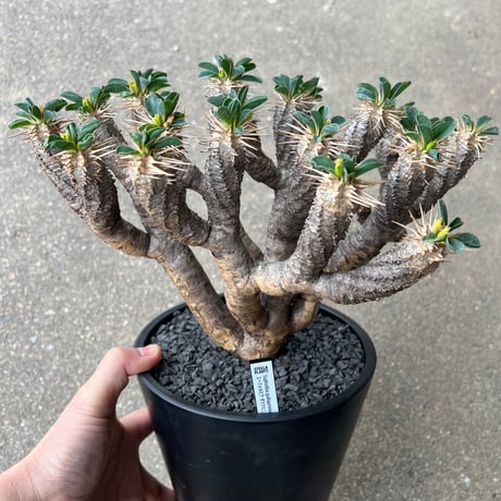 ユーフォルビアギラウミニアナ ユーフォルビア ギラウミニアナ 輸入株［No.41］ 4号鉢 | Botanical Holic