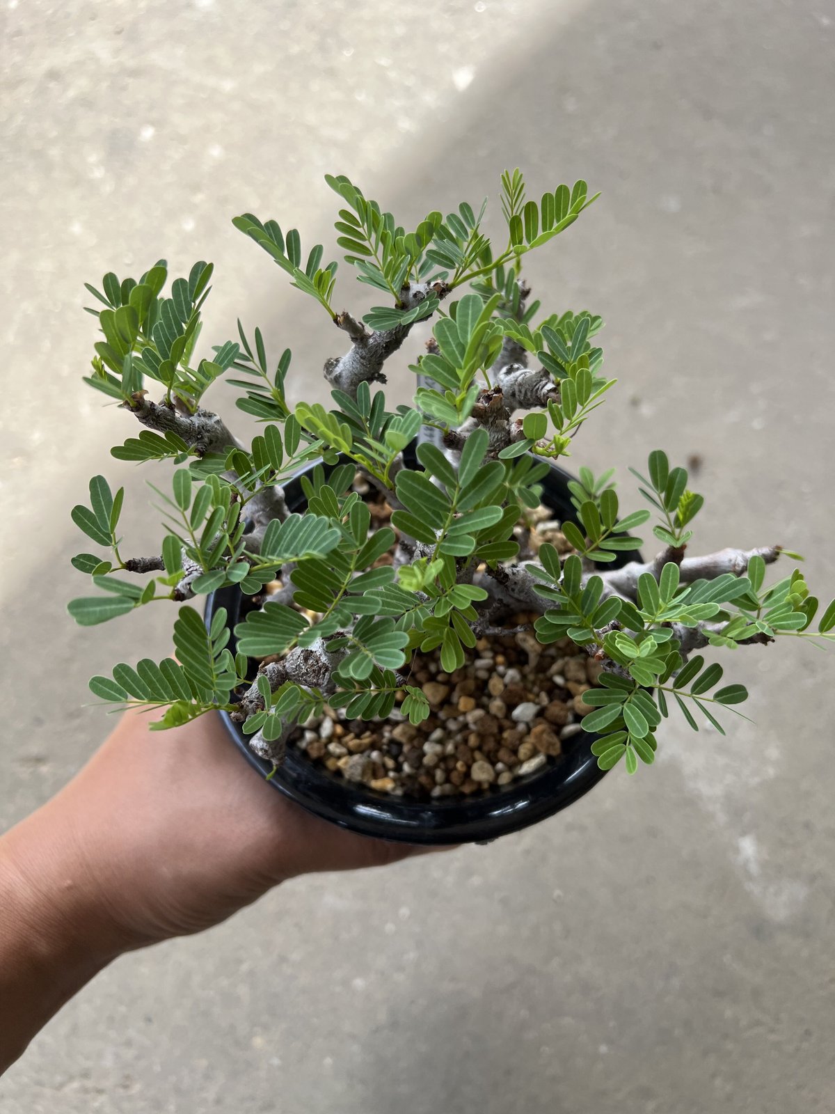 センナ・メリディオナリス センナ メリディオナリス（L）