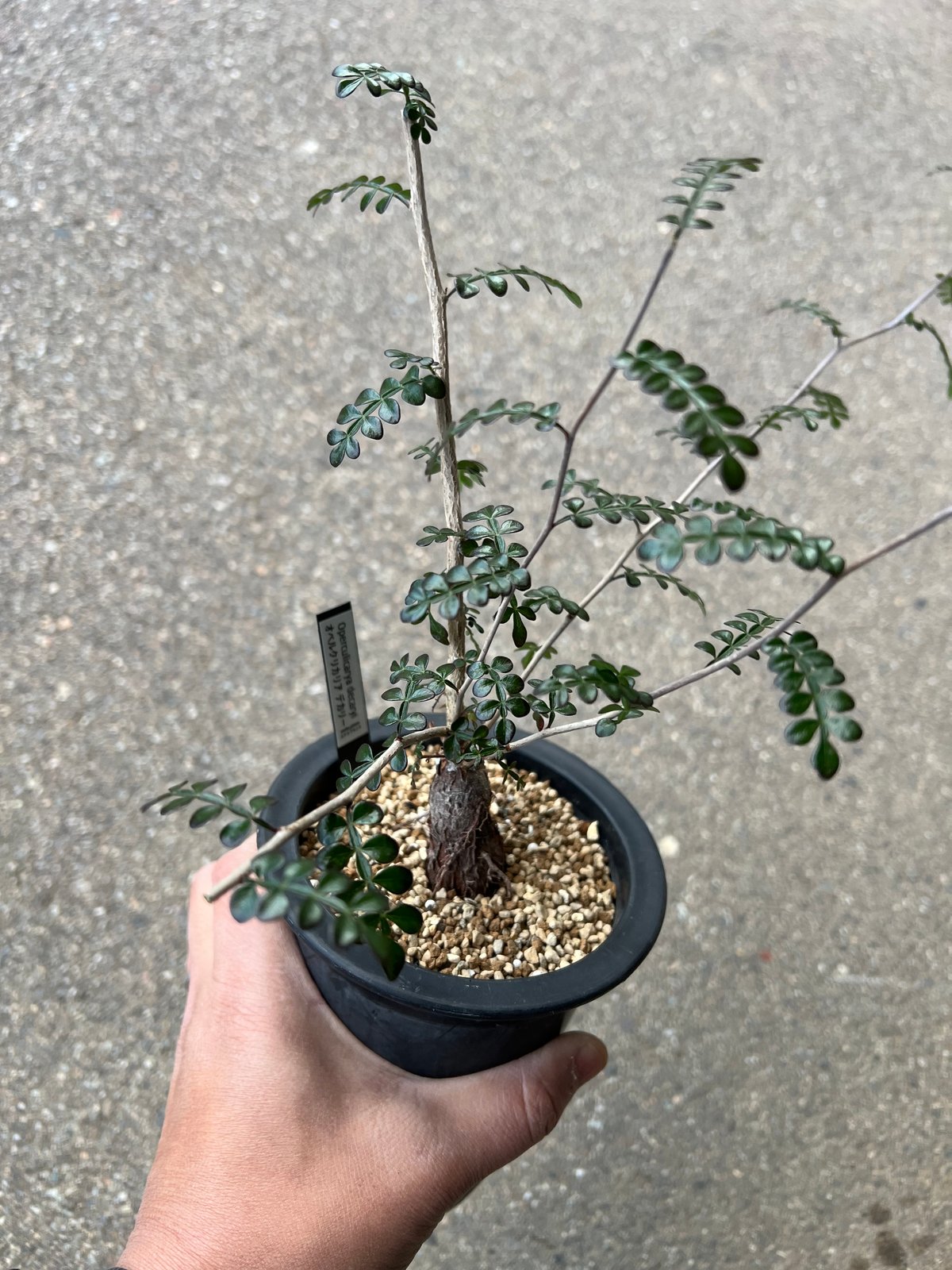 オペルクリカリア デカリー1 | STELLA.PLANTS