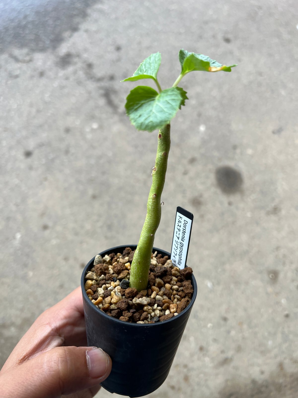ドルステニア ジプソフィラ | STELLA.PLANTS ドルステニア ジプソフィラ | STELLA.PLANTS