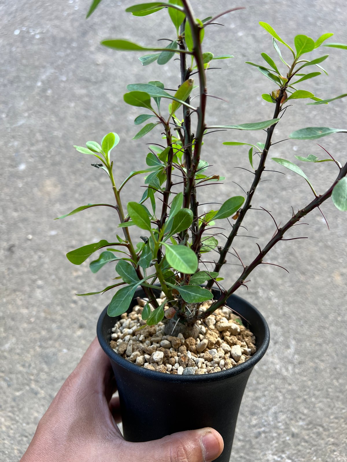 【超美株】【塊根幅13cm】フォークイエリア　ファシクラータ　特大株 超美株】【塊根幅13cm】フォークイエリア ファシクラータ 特大株