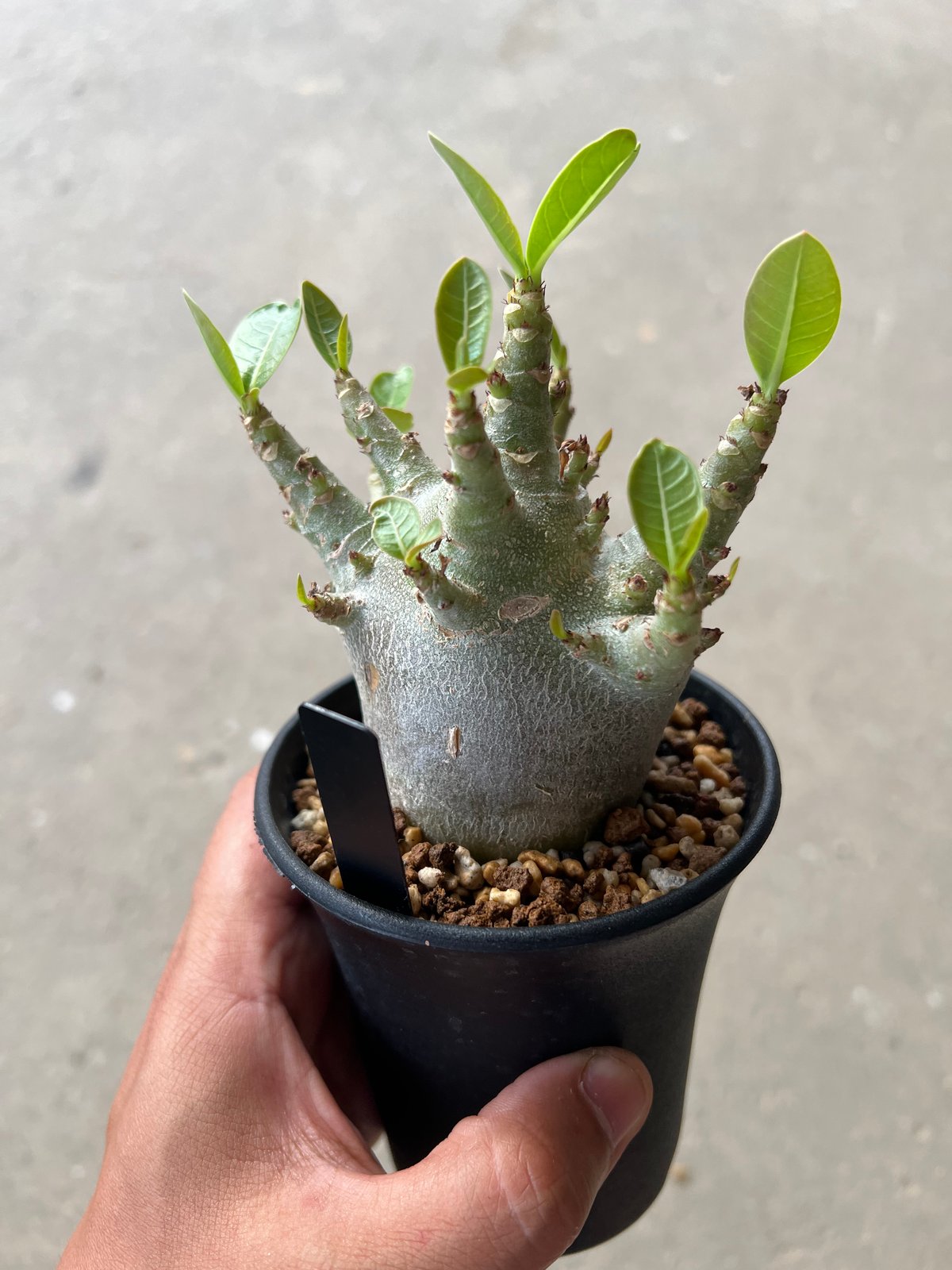アデニウム スーパードワーフ 'ブラック'1 | STELLA.PLANTS