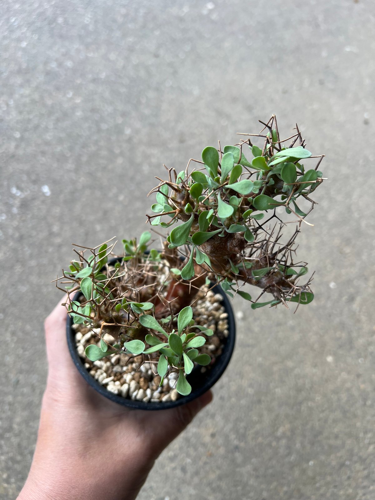 オトンナ ユーフォルビオイデス3 | STELLA.PLANTS