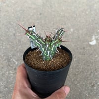 ユーフォルビア カリサナ1