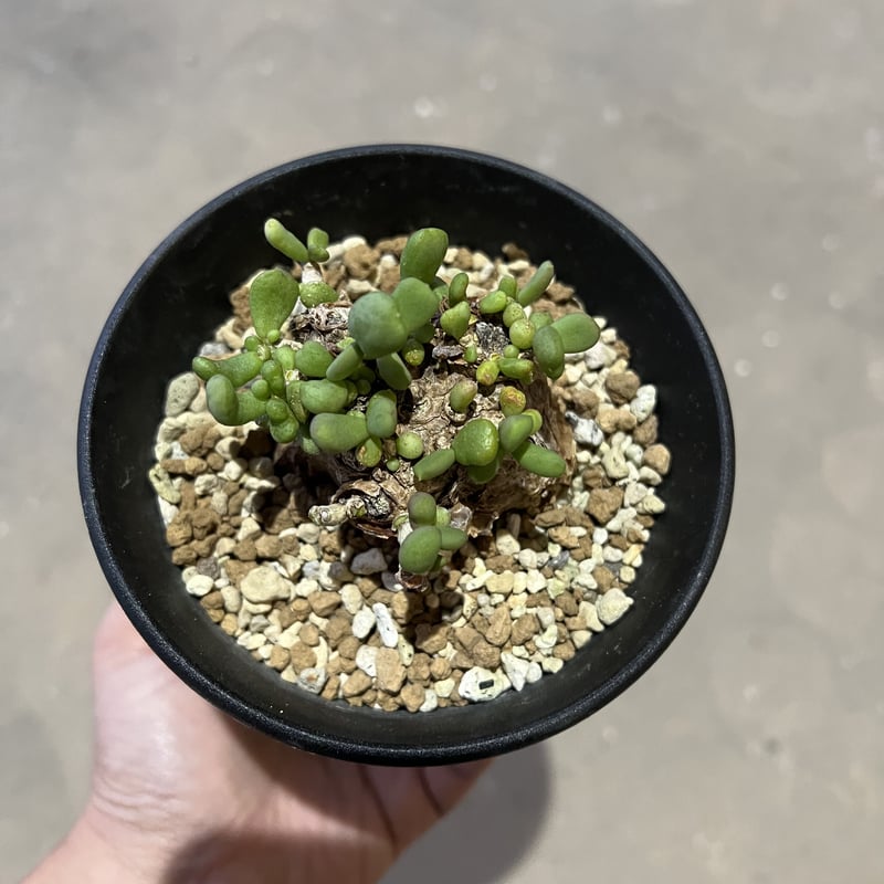 ケラリア ピグマエア | STELLA.PLANTS ケラリア ピグマエア | STELLA.PLANTS