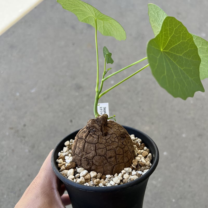 【極美株/塊根植物】ステファニア スベローサ　セレクト中株　発根済み 極美株/塊根植物】ステファニア スベローサ セレクト小株 微発根