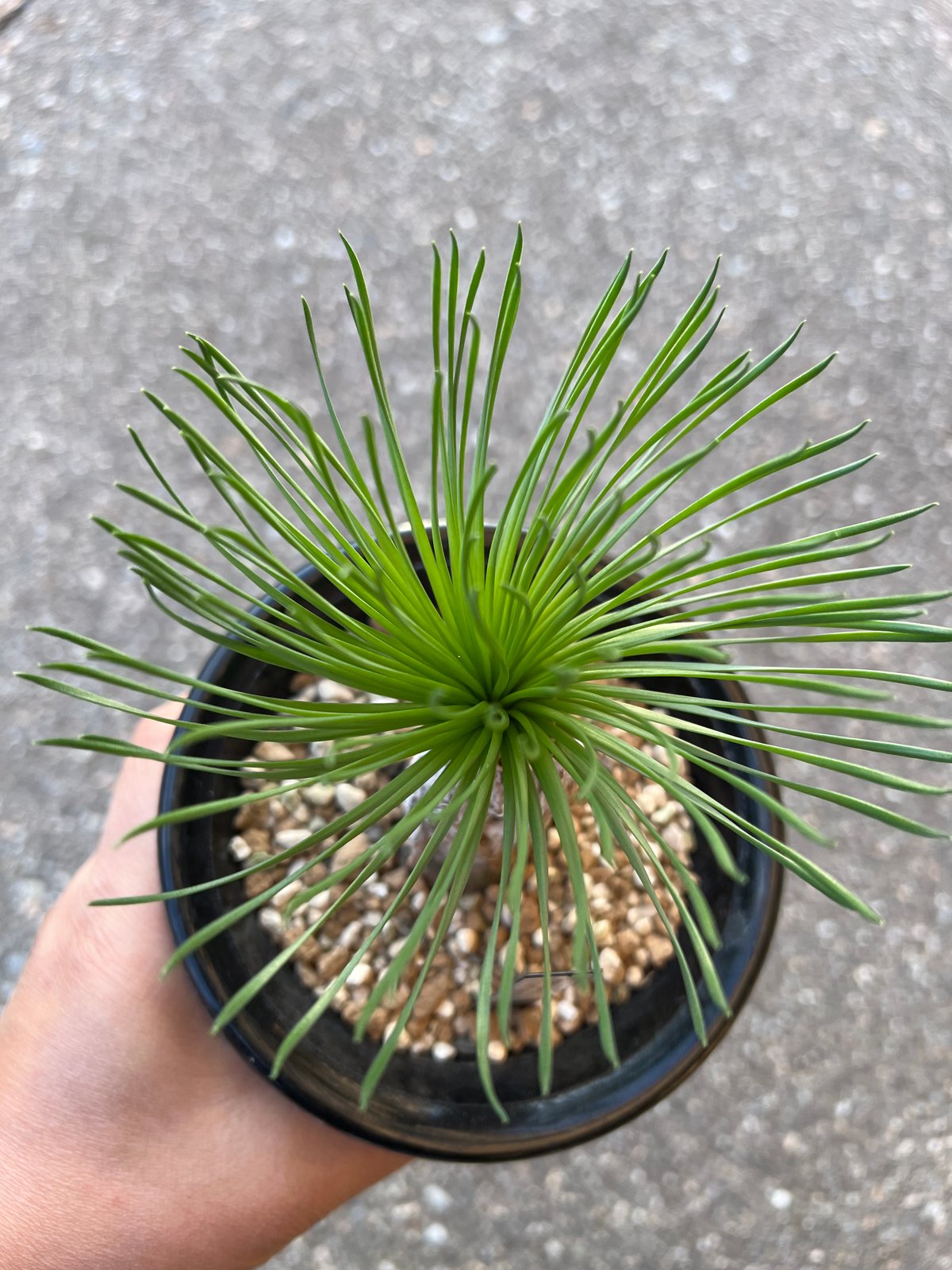 ゲチリスグランディフローラ　現地株　発根済み ゲチリスグランディフローラ 現地株 発根済み 【公式通販】