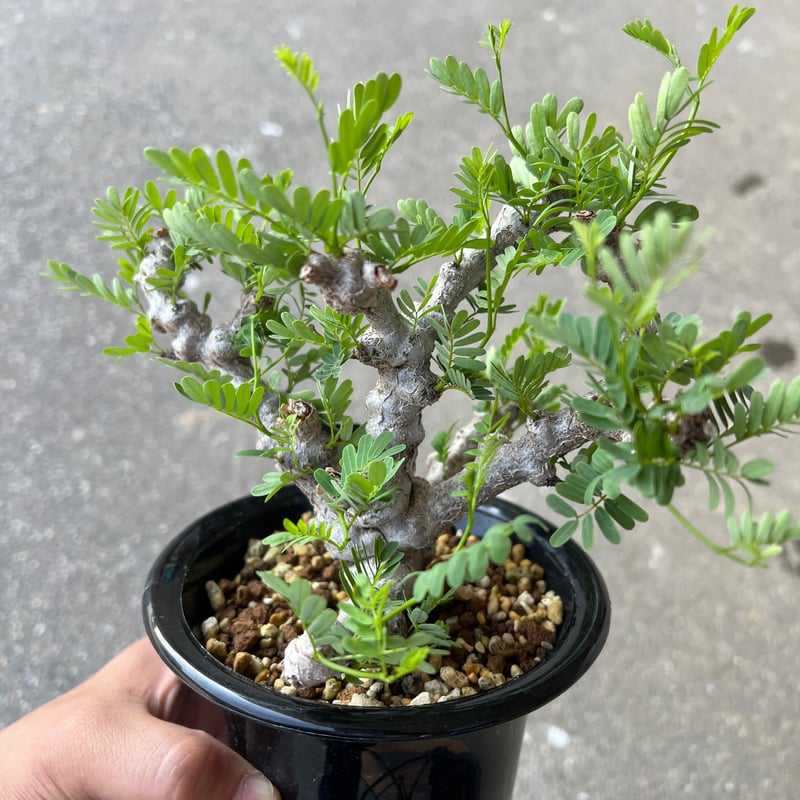 センナ　メリディオナリス　発根済み センナ メリディオナリス1 | STELLA.PLANTS