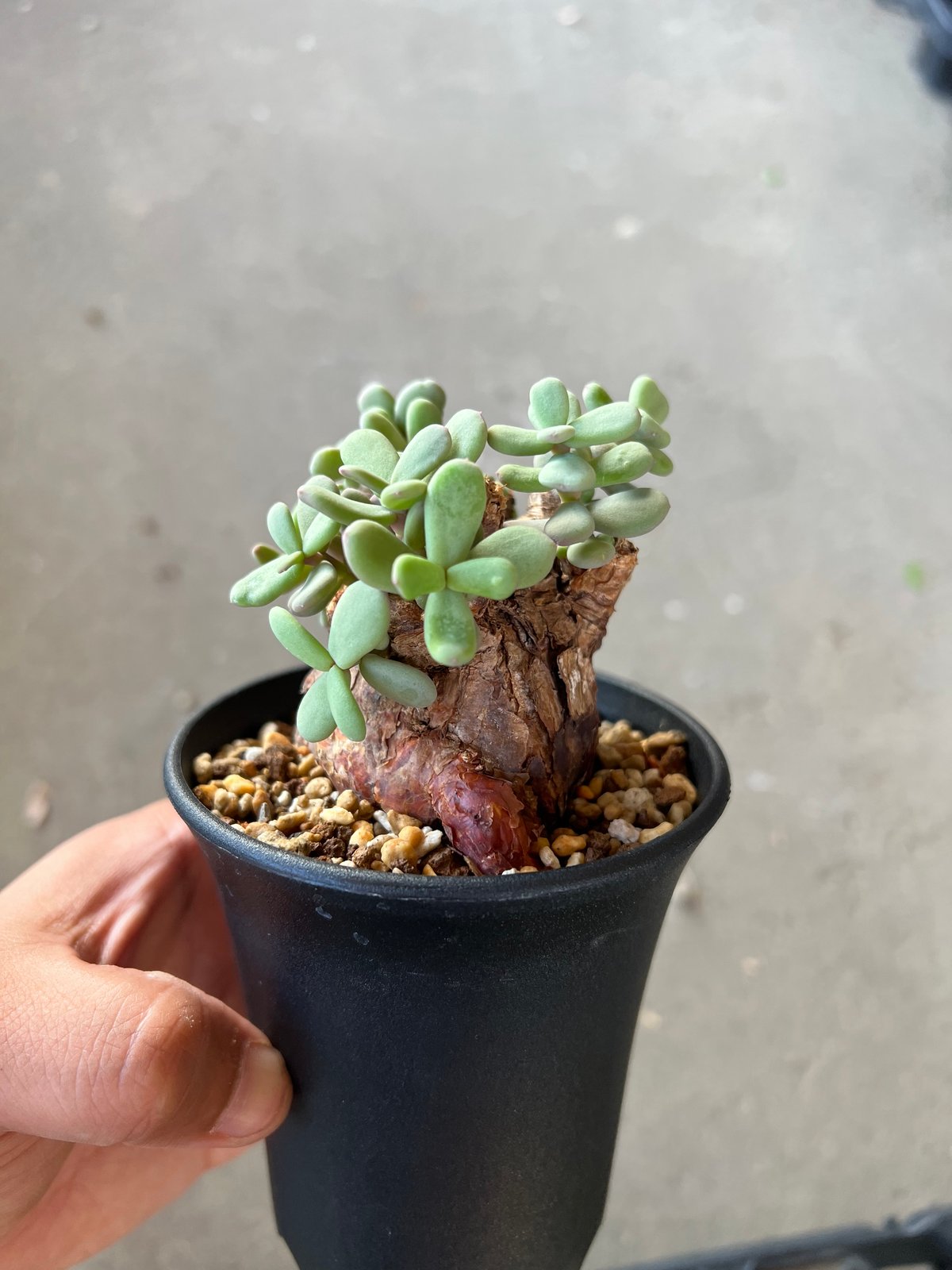 ケラリア　ピグマエア　Y実生4年目　週末割 ケラリア ピグマエア4 | STELLA.PLANTS
