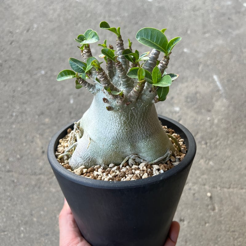 アデニウム アラビカム スーパードワーフ2 | STELLA.PLANTS