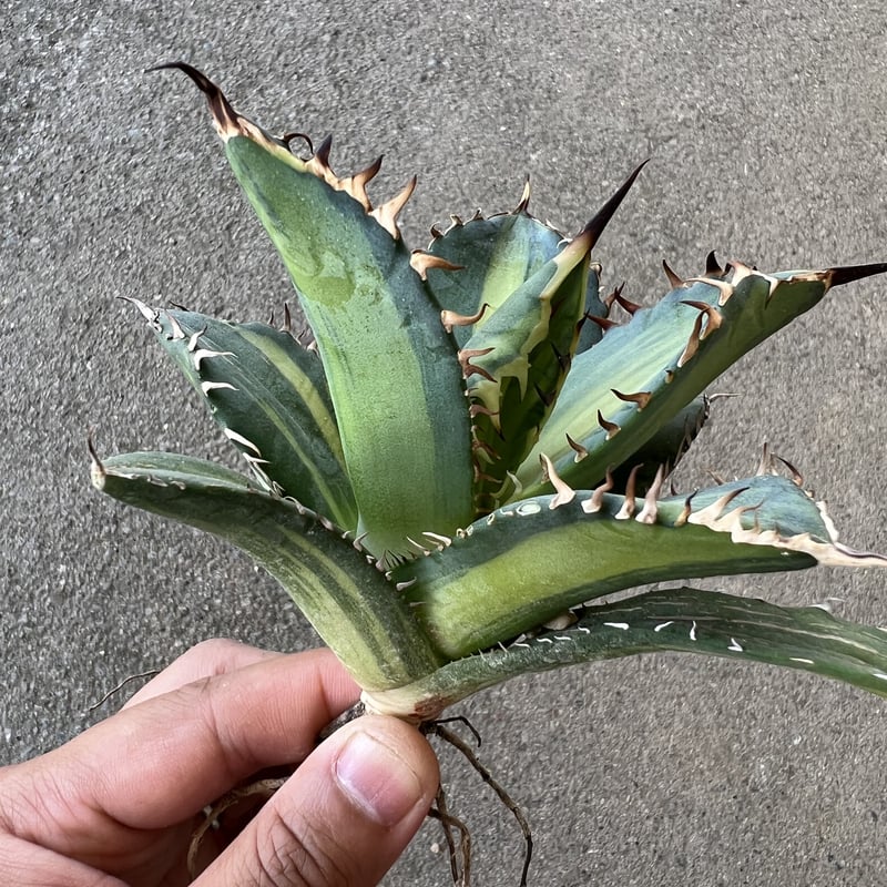 アガベ チタノタ縞斑 【公式通販】
