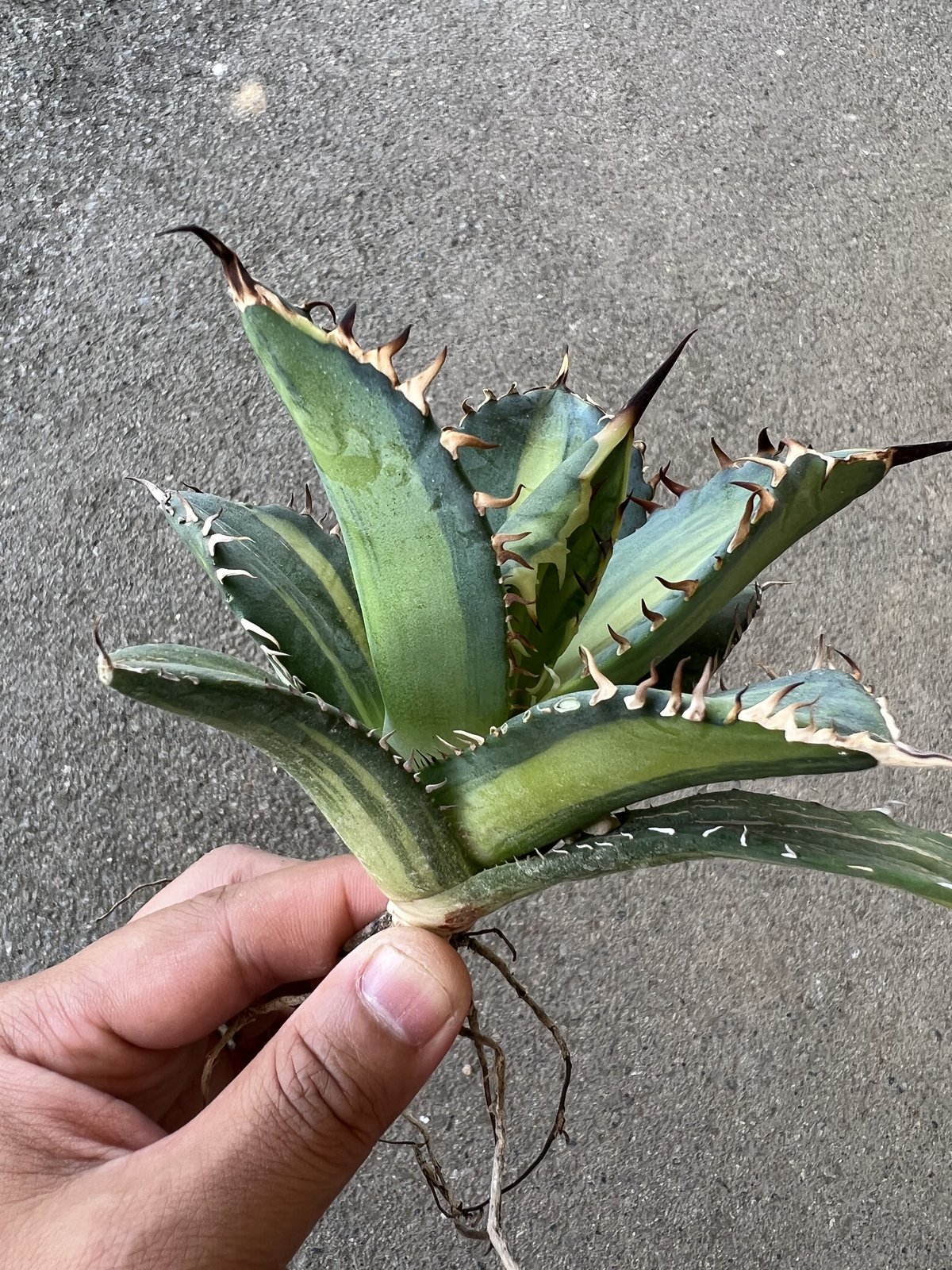 アガベ　チタノタ縞斑　2頭活着済み アガベ・チタノタ白鯨（縞斑）中-002｜agave titanota white