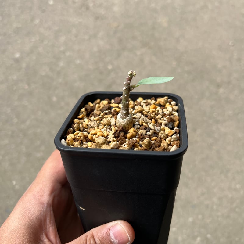 アデニア　ペチュエリー　幹太 アデニア ペチュエリー | STELLA.PLANTS