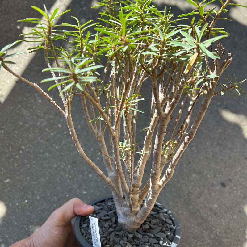 ユーフォルビア バルサミフェラ 実生① ユーフォルビア・バルサミフェラ | trigger