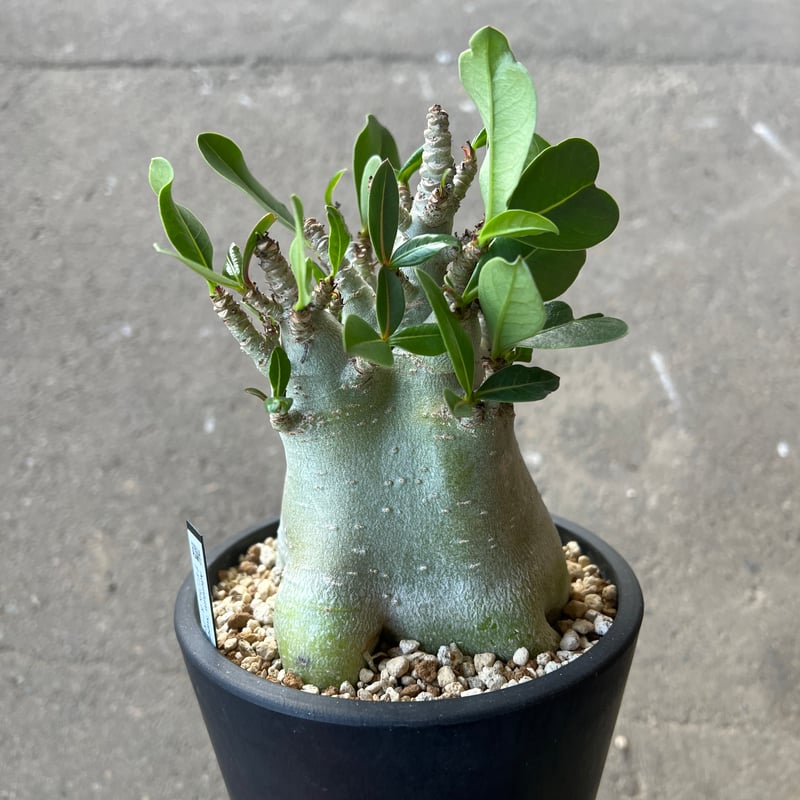 アデニウム アラビカム スーパードワーフ3 | STELLA.PLANTS