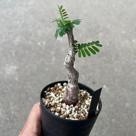センナ メリディオナリス1