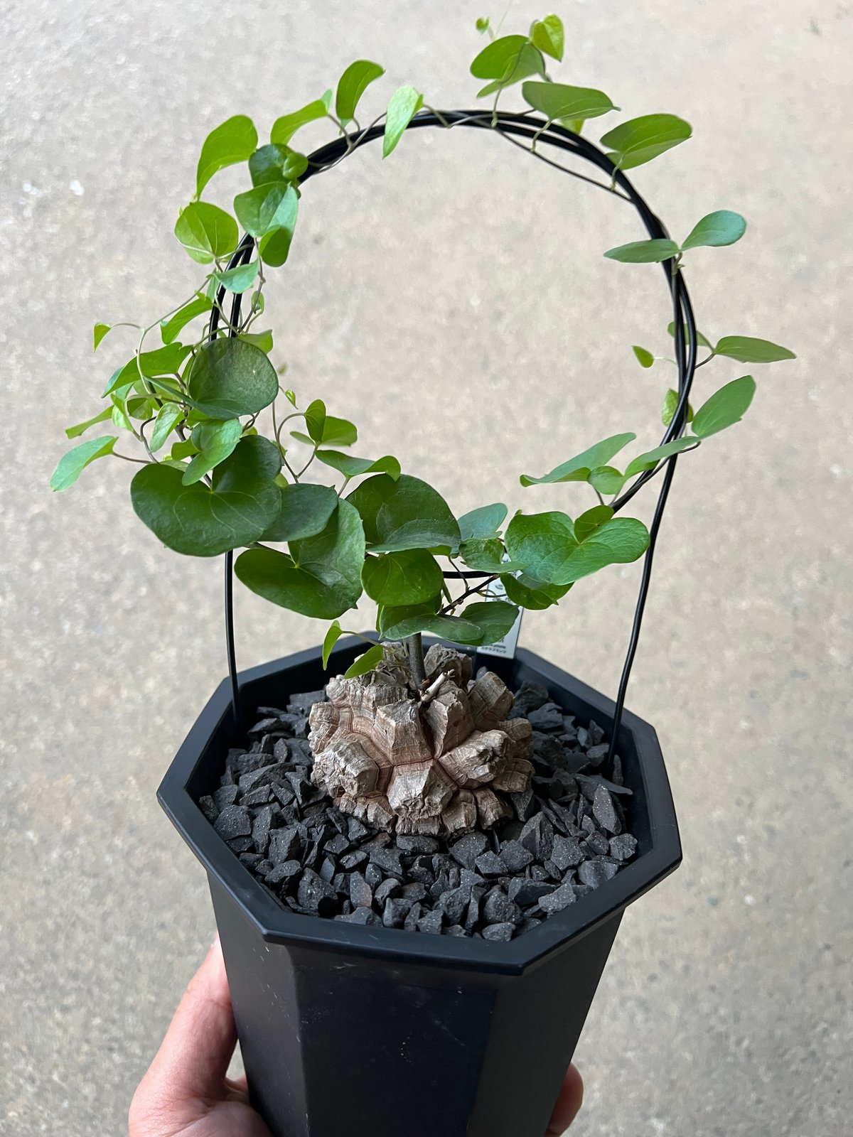 UK　アフリカ亀甲竜 良型 アフリカ亀甲竜 | STELLA.PLANTS