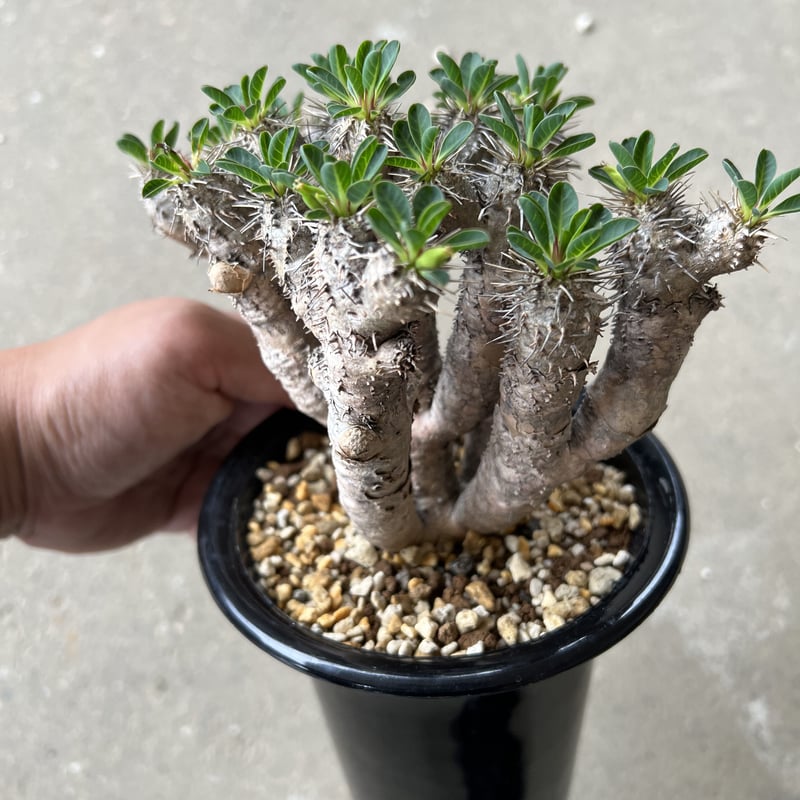 ユーフォルビア ギラウミニアナ | STELLA.PLANTS ユーフォルビア ギラウミニアナ | STELLA.PLANTS