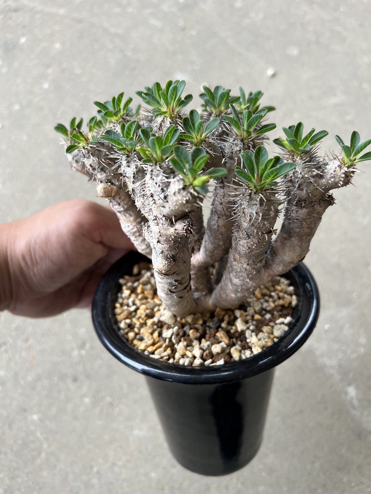 ユーフォルビア ギラウミニアナ | STELLA.PLANTS ユーフォルビア ギラウミニアナ | STELLA.PLANTS
