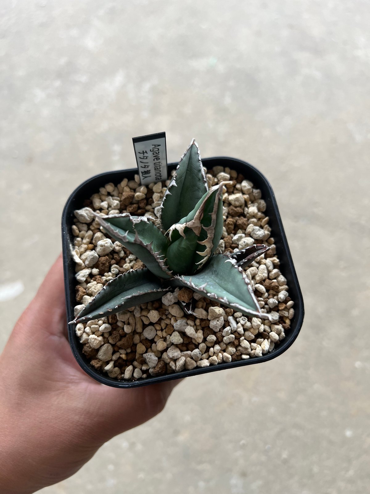 2株お得セット！チタノタローズと狼人。アガベ Agave 大株 特価 【公式