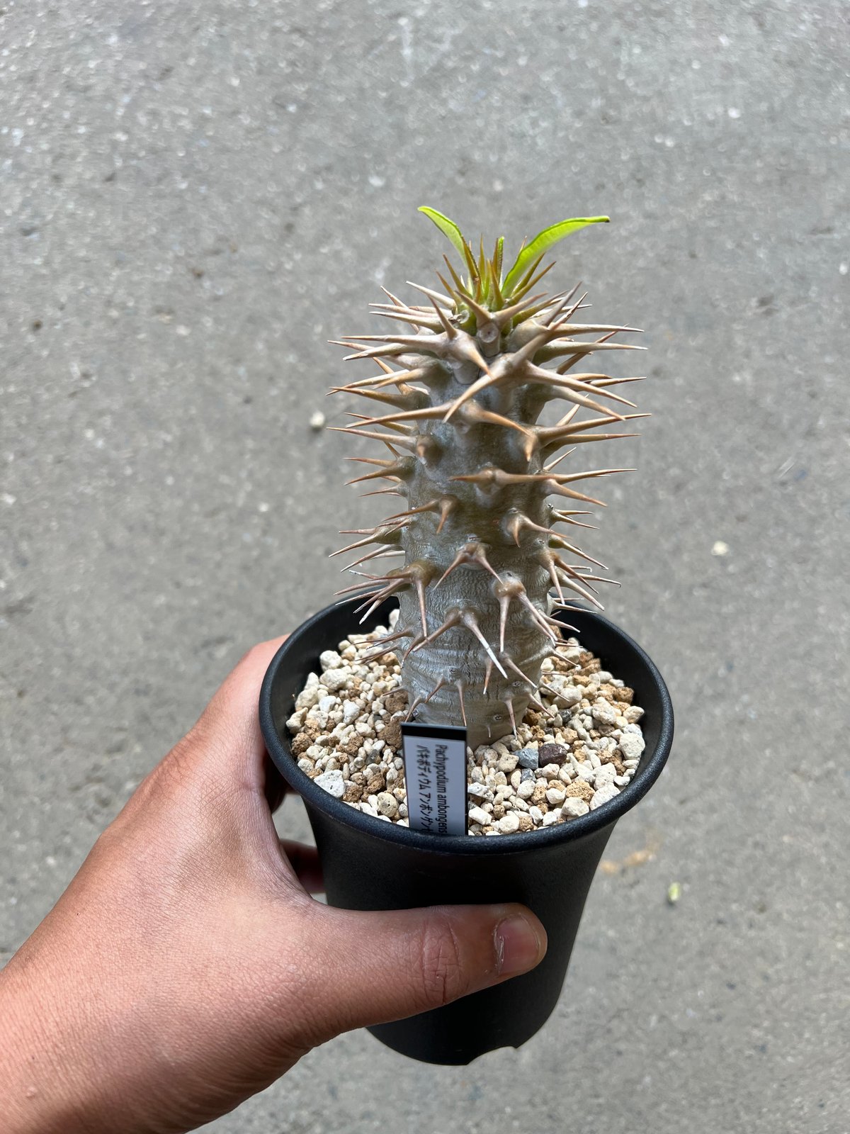 パキポディウム アンボンゲンセ | STELLA.PLANTS パキポディウム アンボンゲンセ | STELLA.PLANTS