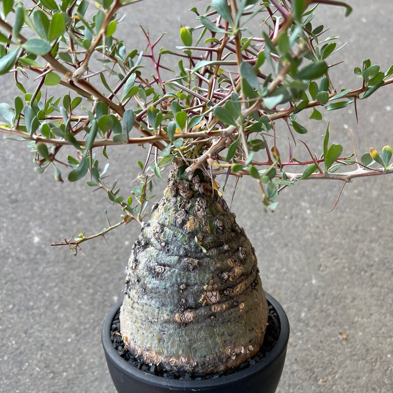 フォークイエリア コルムナリス 観峰玉 | STELLA.PLANTS