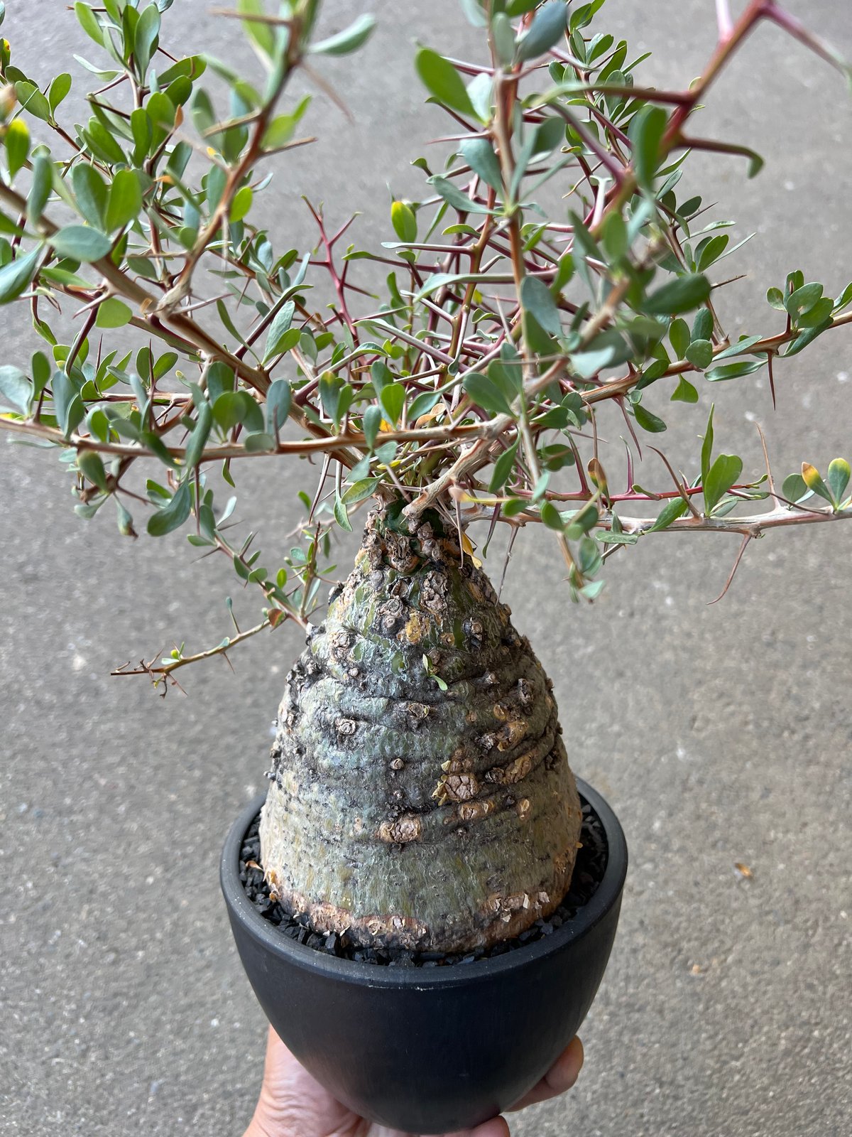 フォークイエリア コルムナリス 観峰玉 | STELLA.PLANTS