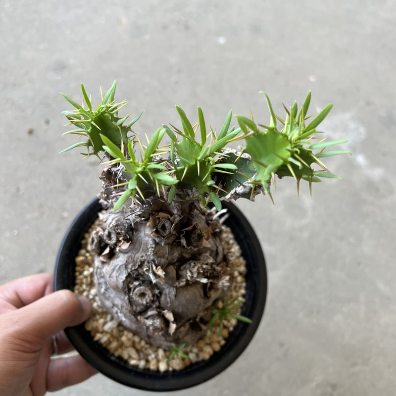 ユーフォルビア ムランジーナ | STELLA.PLANTS ユーフォルビア ムランジーナ | STELLA.PLANTS
