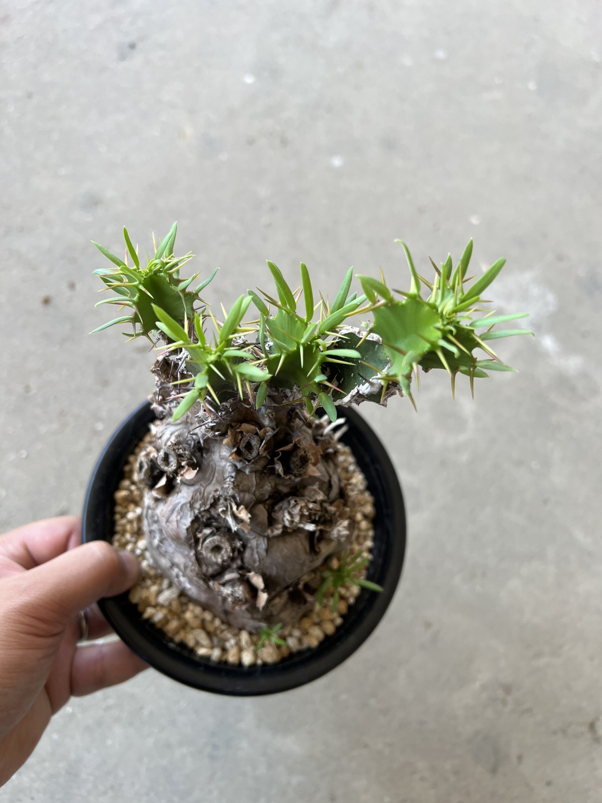 ユーフォルビア ムランジーナ | STELLA.PLANTS ユーフォルビア ムランジーナ | STELLA.PLANTS