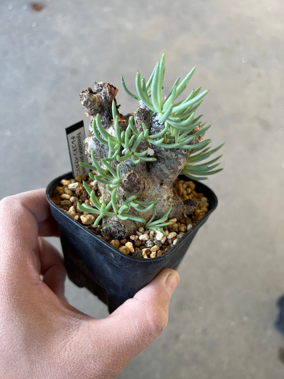 ペラルゴニウム トリステ・チレコドン ペアルソニー 現地球