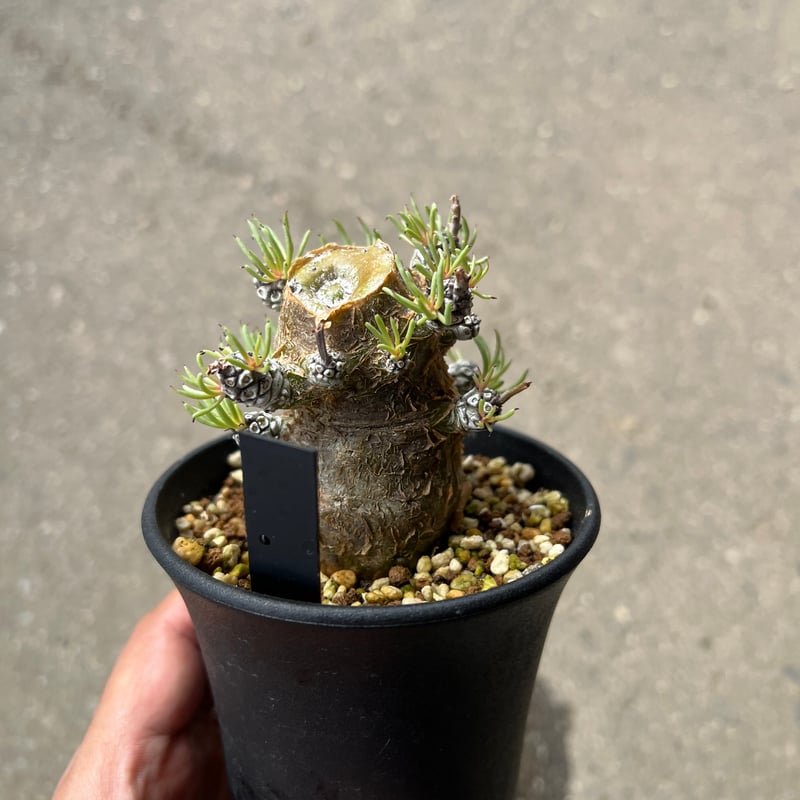 チレコドン ペアルソニー5 | STELLA.PLANTS