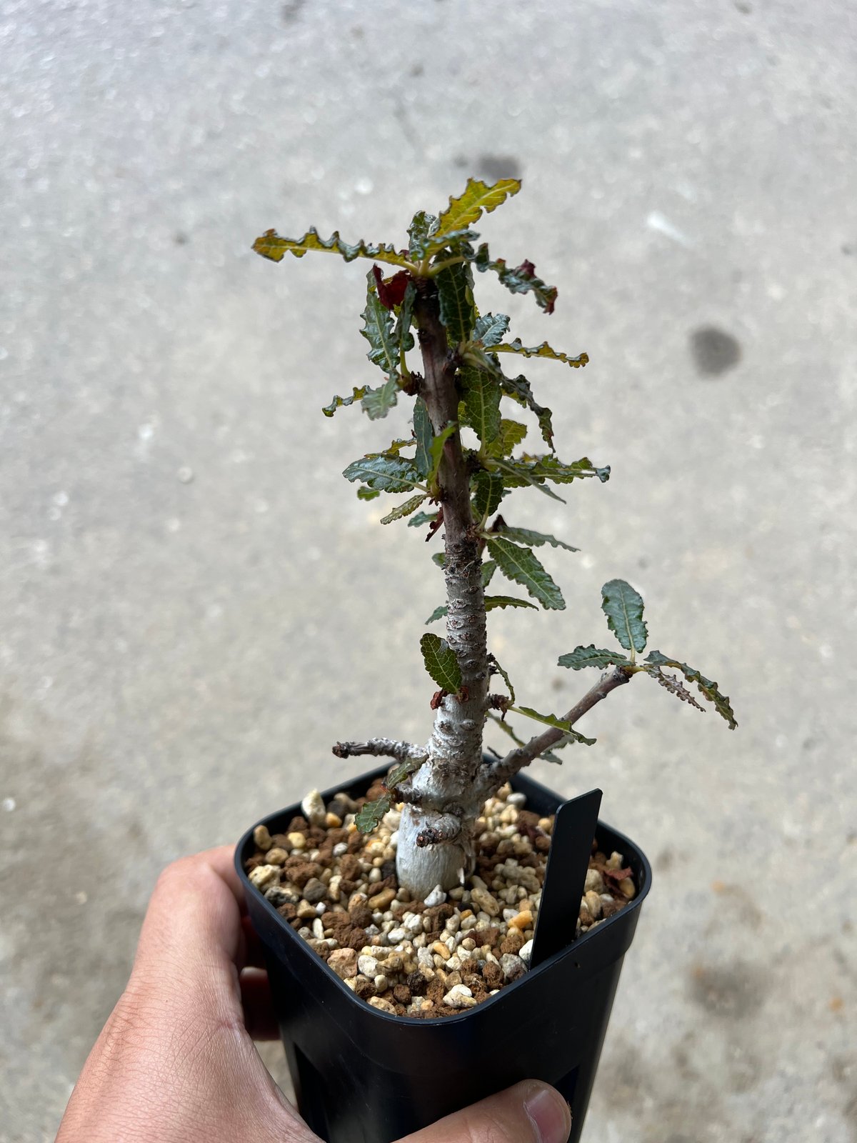 ボスウェリア　アメーロ i-img800x1200-